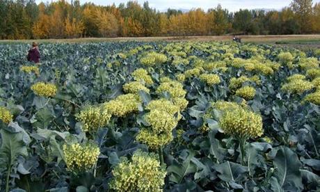 fotos brocoli planta