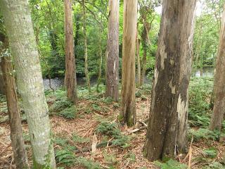 “O avó”, el abuelo de los árboles