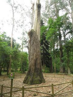 “O avó”, el abuelo de los árboles