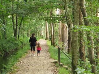 “O avó”, el abuelo de los árboles