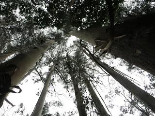 “O avó”, el abuelo de los árboles