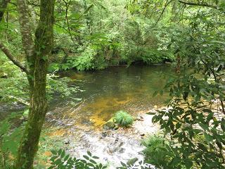 “O avó”, el abuelo de los árboles