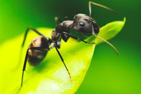 Resultat d'imatges de hormiga