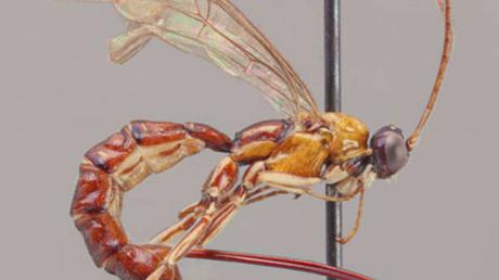 Resultat d'imatges de avispa