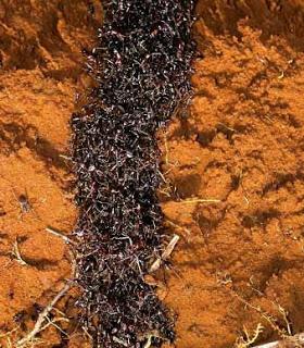 Resultat d'imatges de Cuando ruge la marabunta