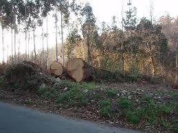 GALICIA, tala sus bosques en los márgenes de las carreteras. GALICIA, tala sus bosques en los márgenes de las carreteras.