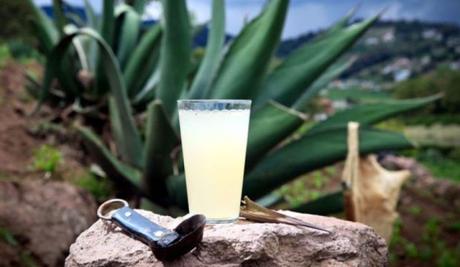 El pulque es una bebida ancestral que perdura