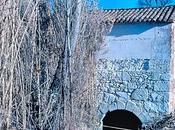 Enfermedades Molineros