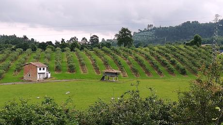 Trabajos de limpieza y restauración en Carda, Villaviciosa, Camino del Norte.