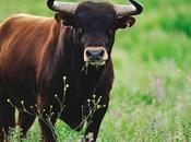 Certamen Microrrelatos Taurinos Burladero"