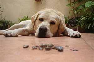 Cómo aparecen las garrapatas en los perros