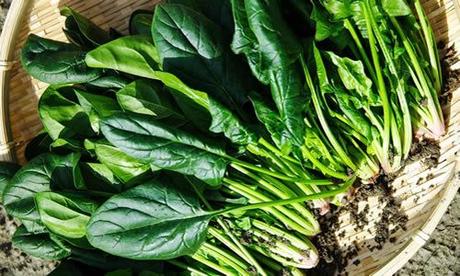 La Espinaca y sus Beneficios Medicinales fotos plantas espinacas