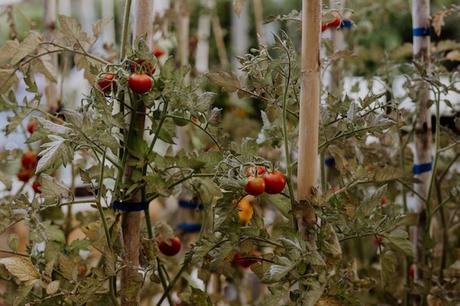 huerto comedor de Terroir barcelona 1