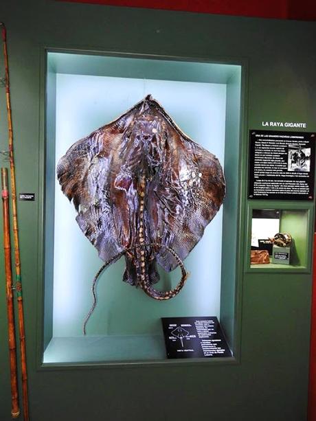 Charla de aves en el museo de Lobería