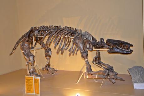 Charla de aves en el museo de Lobería