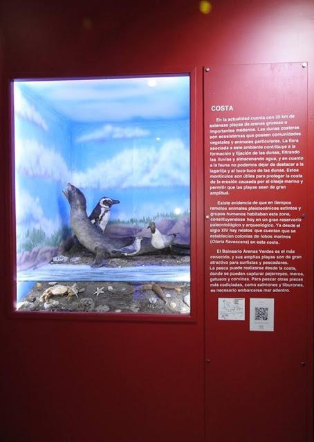 Charla de aves en el museo de Lobería