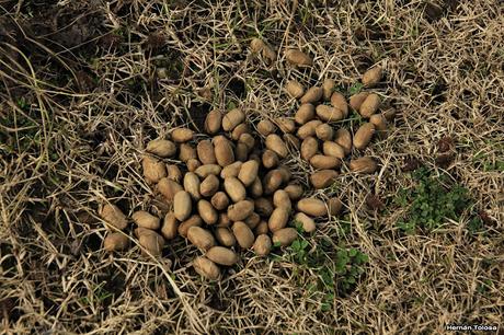 Censo Neotropical de Aves Acuáticas en Monte (julio 2018)