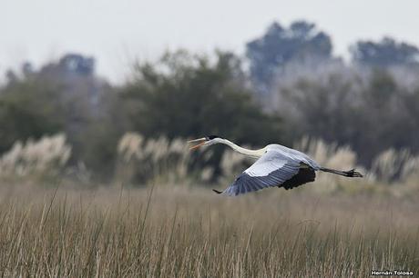 Censo Neotropical de Aves Acuáticas en Monte (julio 2018)