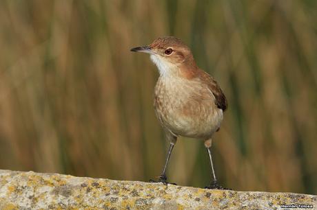 Censo Neotropical de Aves Acuáticas en Monte (julio 2018)