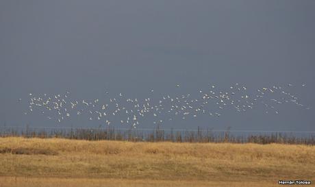 Censo Neotropical de Aves Acuáticas en Monte (julio 2018)