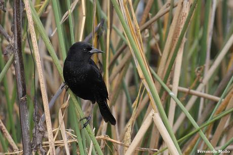 Censo Neotropical de Aves Acuáticas en Monte (julio 2018)