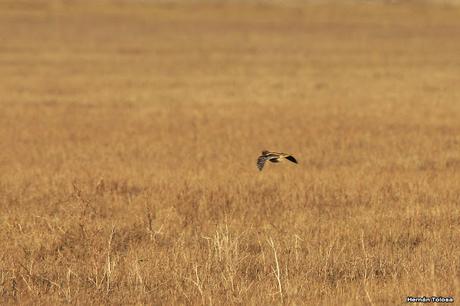 Censo Neotropical de Aves Acuáticas en Monte (julio 2018)
