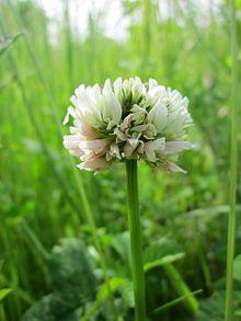 trebol en flor