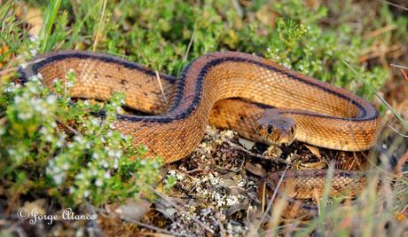 CULEBRA DE ESCALERA (Rhinechis scalaris)