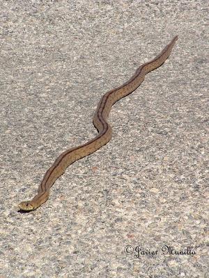 CULEBRA DE ESCALERA (Rhinechis scalaris)