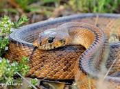 CULEBRA ESCALERA (Rhinechis scalaris)