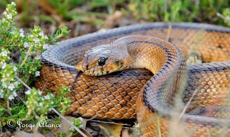 CULEBRA DE ESCALERA (Rhinechis scalaris)