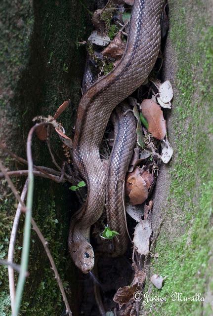 CULEBRA DE ESCALERA (Rhinechis scalaris)