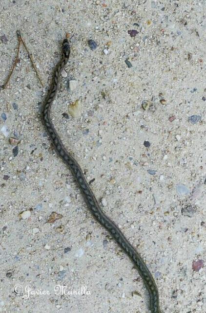 CULEBRA DE ESCALERA (Rhinechis scalaris)