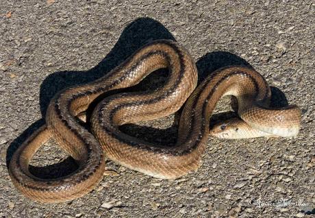 CULEBRA DE ESCALERA (Rhinechis scalaris)