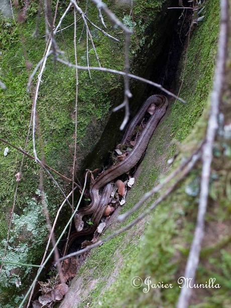 CULEBRA DE ESCALERA (Rhinechis scalaris)