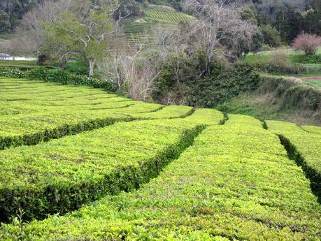 Azores: Qué ver en el concelho de Ribeira Grande