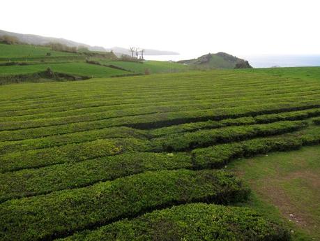 Azores: Qué ver en el concelho de Ribeira Grande