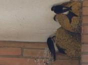 Censo avión común Luanco