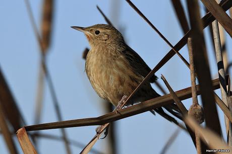 Espartillero pampeano (Asthenes hudsoni)