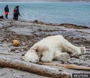 Turismo alemán: Matan oso polar por agredir a guía de tour