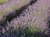 color púrpura invade campos Brihuega