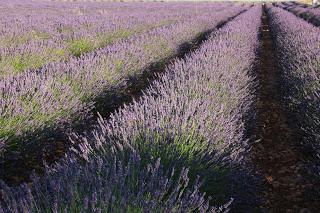 El color púrpura invade los campos de Brihuega