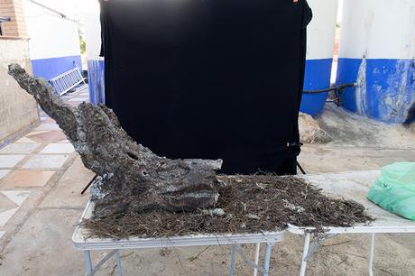 Fotografía de fauna making of