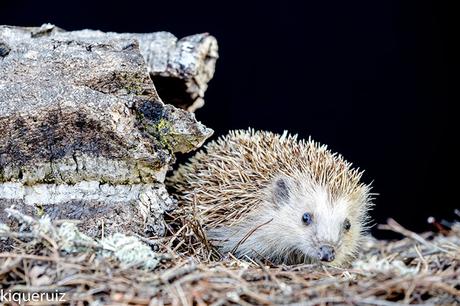Fotografía de fauna making of
