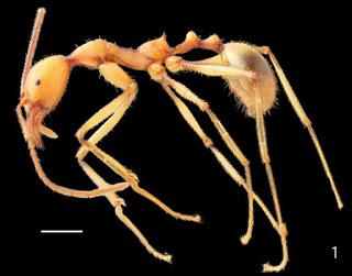 Primera hormiga troglobia de Japón