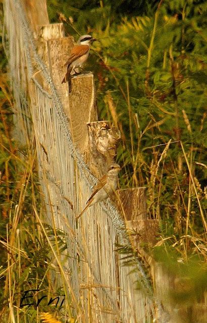 LOS VECINOS DE LOS ALCAUDONES