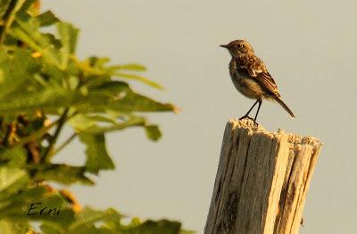 LOS VECINOS DE LOS ALCAUDONES