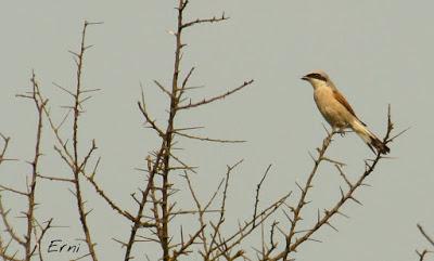 LOS VECINOS DE LOS ALCAUDONES