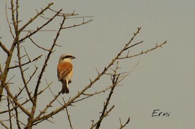 LOS VECINOS DE LOS ALCAUDONES
