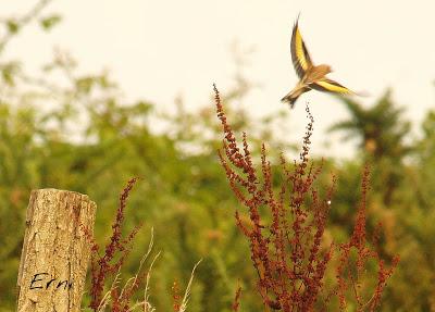 LOS VECINOS DE LOS ALCAUDONES